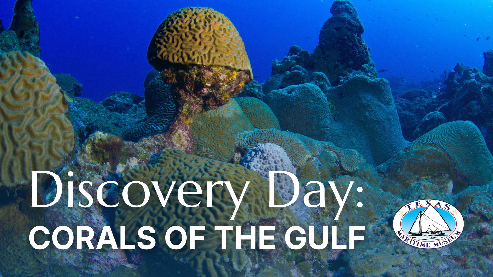 Discovery Day Corals Web Header Discovery Day Corals of the Gulf